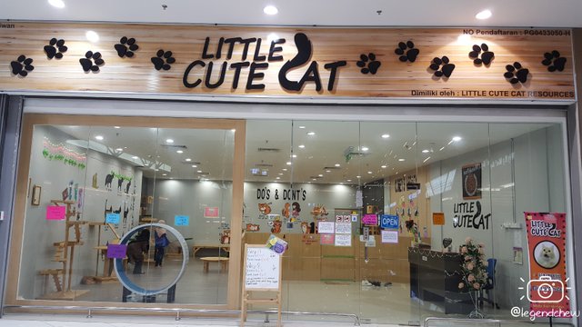 Cute 2025 cat shop